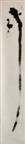 Hanging scroll
