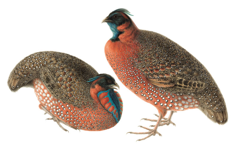 Two Satyr Tragopan Pheasants