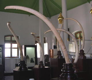 White elephant tusks