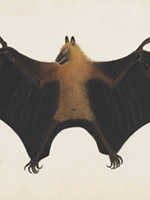 Indian fruit bat 