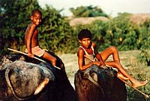 Young buffalo herders
